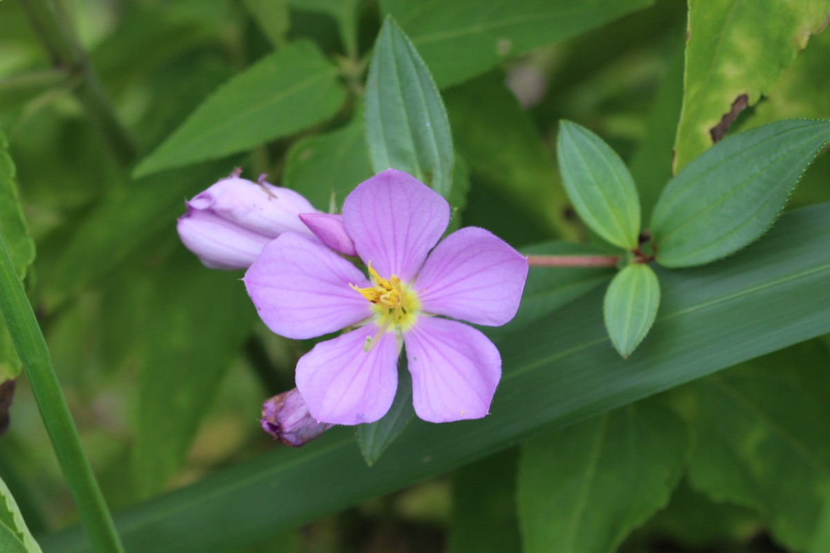 Melastomataceae